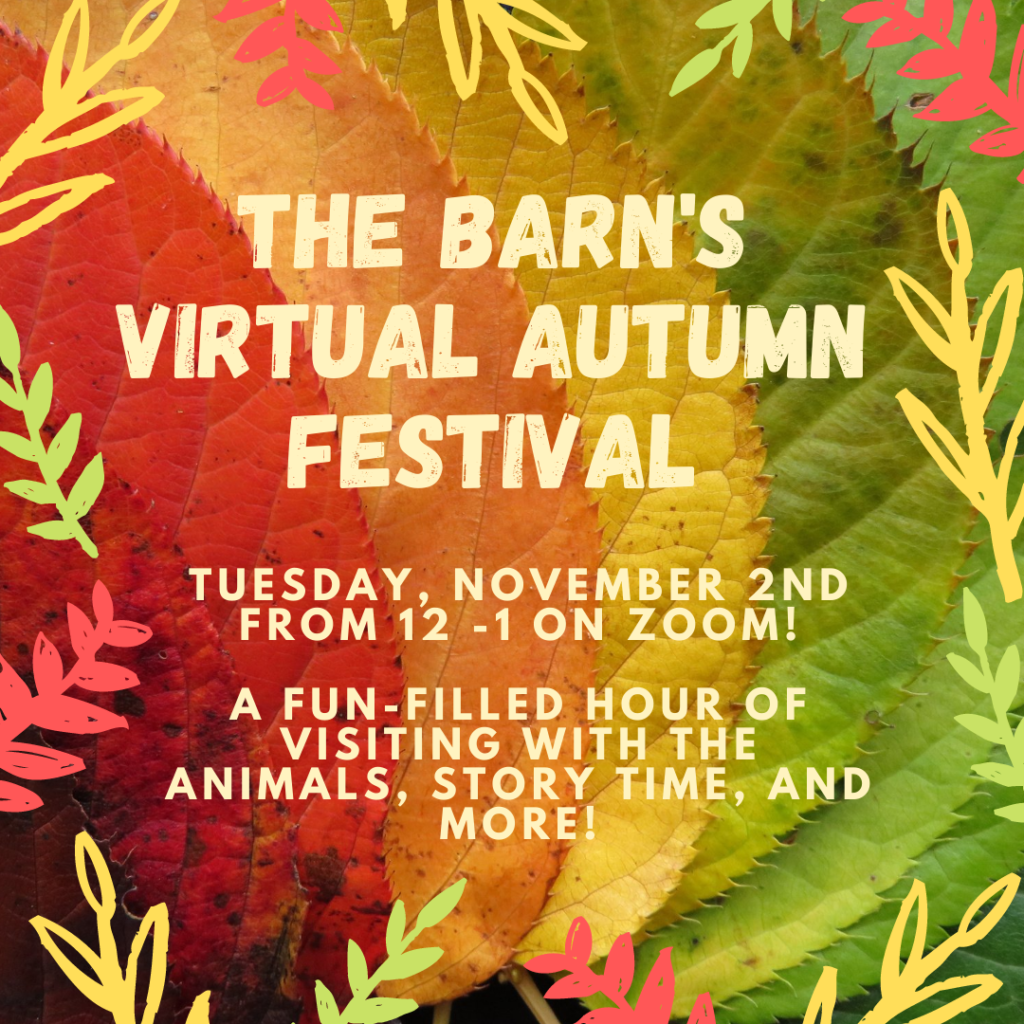 The Barn's Virtual Autumn Festival (1)
